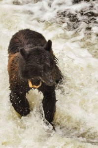 Ketchikan Wildlife Black Bear