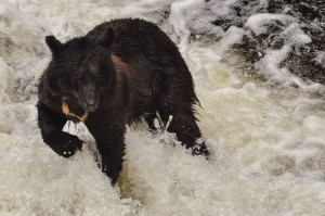 Black Bear Wild Wolf Tours
