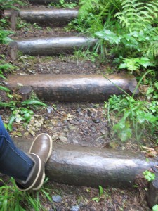 Hiking Trail Wild Wolf Tours