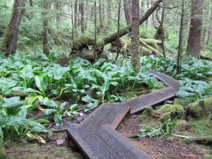 Boardwalk in Forest
