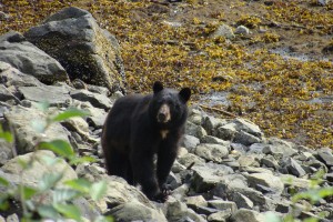 Black Bear Ketchikan Wild Wolf Tours
