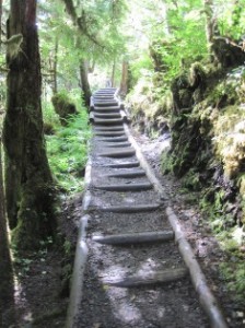 Lunch Creek Trail on Ketchikan Rainforest Tour