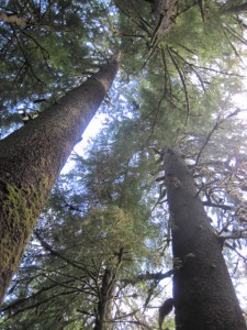 Old Growth Forest
