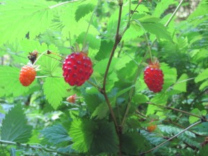 Salmon Berries on our Ketchikan Rainforest Tour