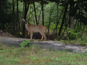 Sitka Black Tail Deer