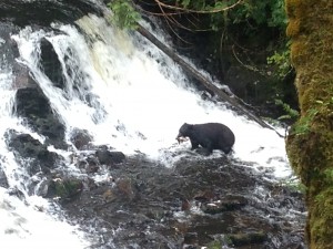 Ketchikan Wildlife Black Bear