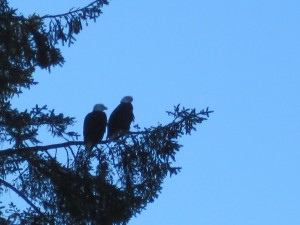 Pair of Bald Eagles