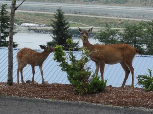 Sikta Black Tail Deer
