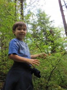 Picking Huckleberries on the Ketchikan Rainforest Tour