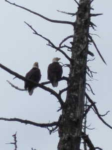 Pair of Bald Eagles on Ketchikan Rainforest Tour