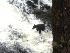 Wildlife Ketchikan black bear
