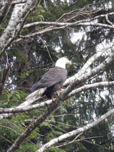 American Bald Eagle
