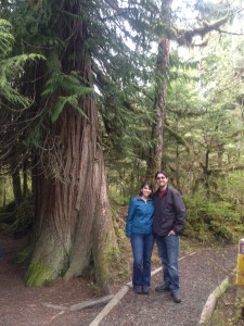 Old Growth Cedar Tree