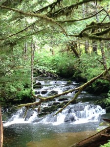 Ketchikan Tours Wild Wolf Tours