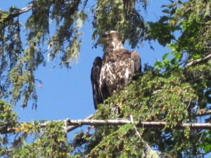 Juvenile Eagle